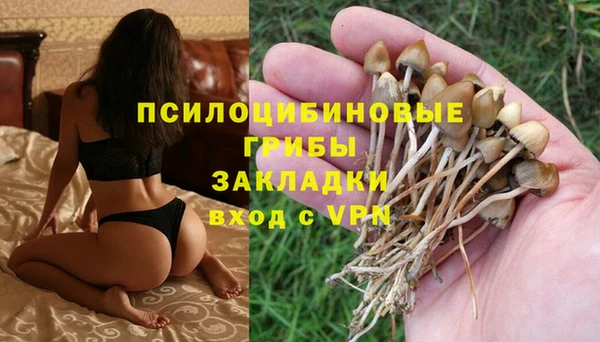 прущие грибы Кострома